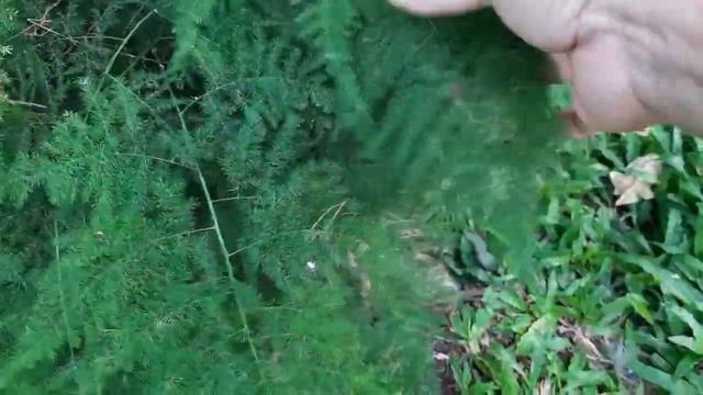 ASPARAGUS ORNAMENTAL PLANT 🍀 смотреть онлайн