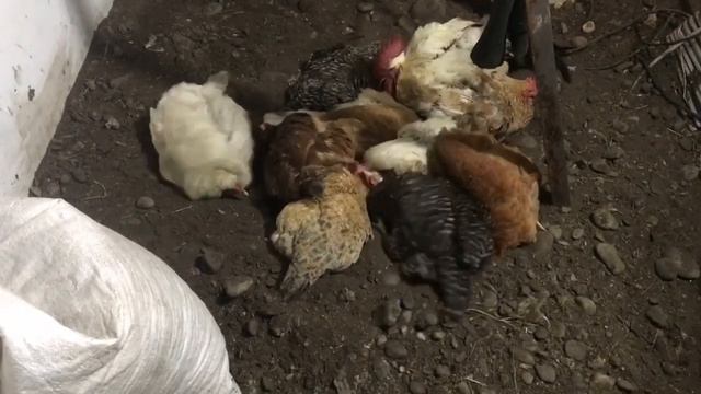 Начало зимы. Как поживают наши курочки.