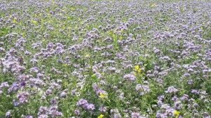 Фацелия ДВА месяца после посева. Пчела пошла!