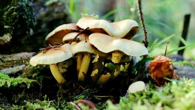 Чусовой. Калапова гора смотреть онлайн