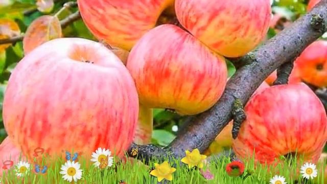 Яблоня обыкновенная Коричное полосатое ? Посадка. саженцы, крупномеры яблони: особенности сорта смотреть онлайн