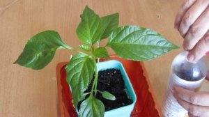 Перец, болезни рассады. Что случилось с рассадой перца....