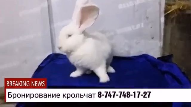 Разведение кроликов породы Бельгийский великан (Фландр) смотреть онлайн