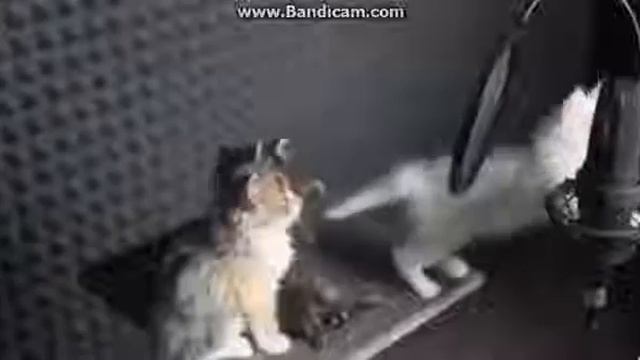 Котята поют песню из сумерки,это очень мило. смотреть онлайн