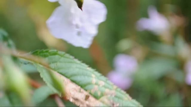 Nikon D5000 Video HD 18-55mm VR смотреть онлайн