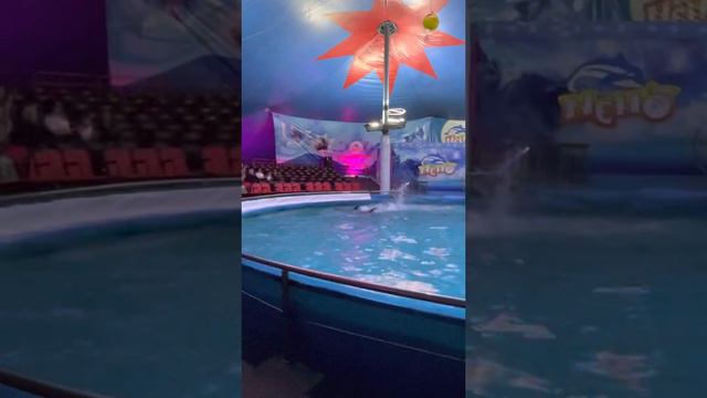 Шоу дельфинов в Ташкенте ❤️ Парк «Ашхабад» смотреть онлайн