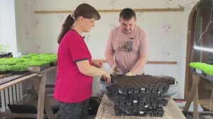 Пикировка табака началась. Часть1. Наша жизнь в деревне