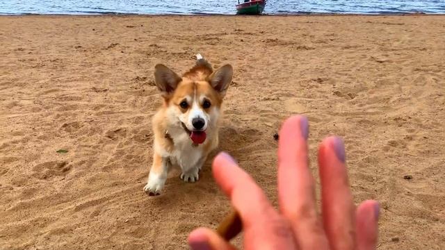 СОБАКА в восторге от дачи и пляжа! ?вредина ?кот играет с шишкой ?VLOG? смотреть онлайн