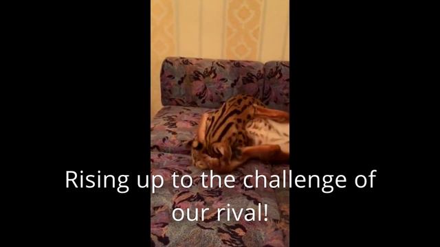 floppa fights sogga part 2 смотреть онлайн