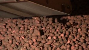 Беларусский картофель Журавинка