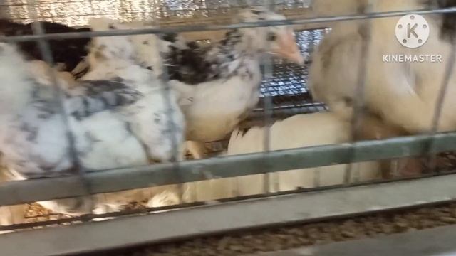 Ни чего не успеваю, птица растет как трава. бросили нестись. #курица #куры #цыплята #яйцо #инкуб смотреть онлайн