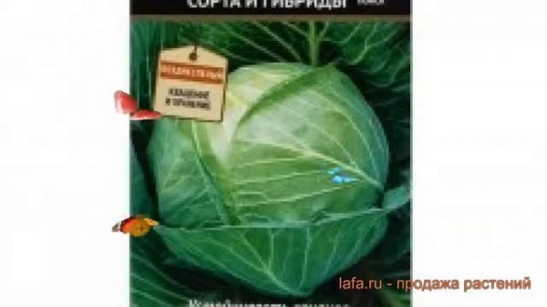 Капуста белокочанная Симфония F1 (simfoniya f1) ? обзор: как сажать, семена капусты Симфония F1