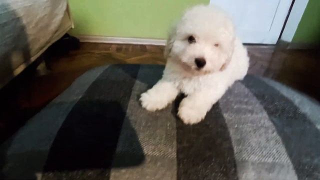 Лучистое Облачко (щенок пуделя) смотреть онлайн