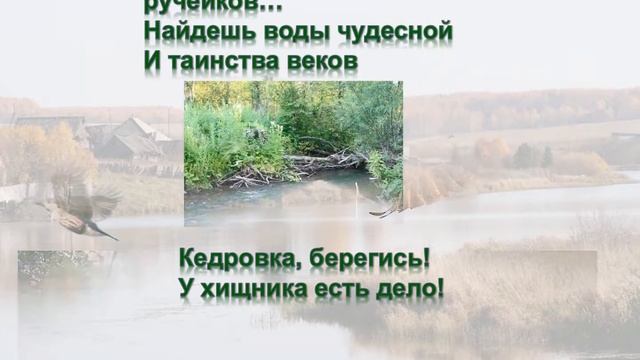 Сабарский Увал – уникальный объект девственных лесов Урала смотреть онлайн