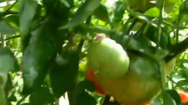 Обзор теплицы собственного проекта "по Митлайдеру". Плюсы и минусы. Арсентьева Анна смотреть онлайн