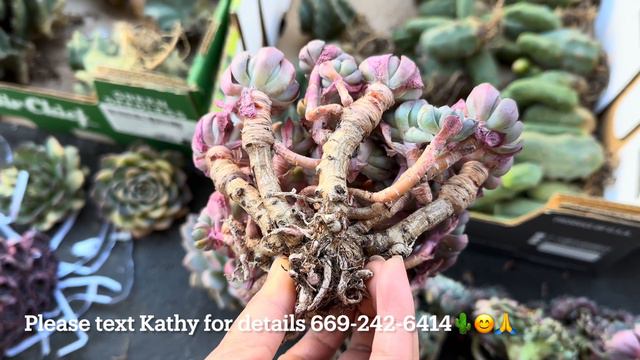 12/8 Unbox: Sedum Calvatum, Cotyledon, Haworthia, Aricarpus, Boobies, Spiral, Echeveria Variegated