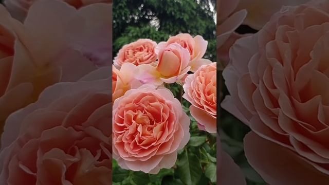 Английская роза Абрахам Дерби.♥️? смотреть онлайн