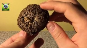 Библейские растения: Иерихонская роза