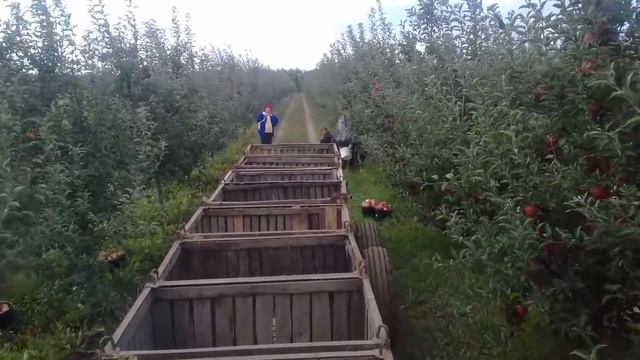 13.10.17✅УБОРКА ЯБЛОК С 2Х МТЗ 82✔ВЫВОЗКА ЯБЛОК С ВУКОМ❎ДЕНЬ 2 смотреть онлайн