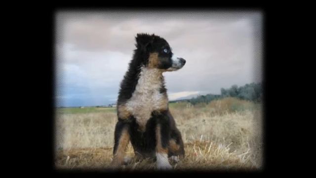 The Cowboys Aussie - Diamond K5 Aussies
