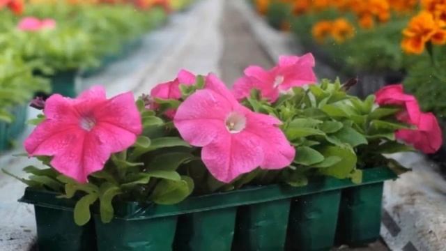 Как выращивать рассаду петунии в домашних условиях смотреть онлайн