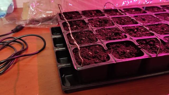 Павловния из семян.10 дней в кассете смотреть онлайн