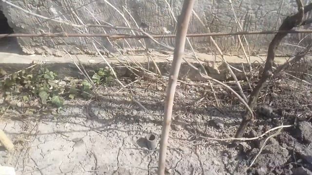 инжир,снимаю утепление после зимы смотреть онлайн