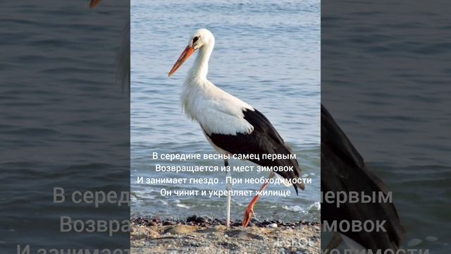 Жизнь - Аистов ? # Shorts