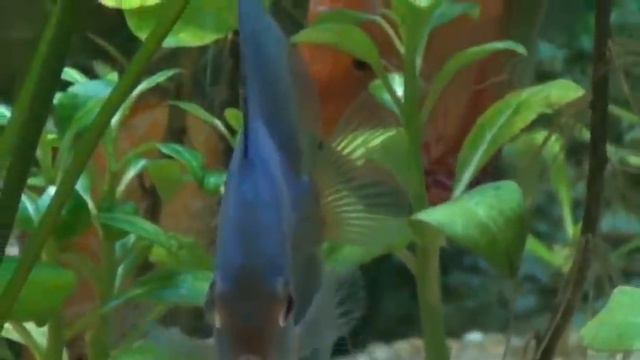 Acará Disco em Aquário Plantado смотреть онлайн