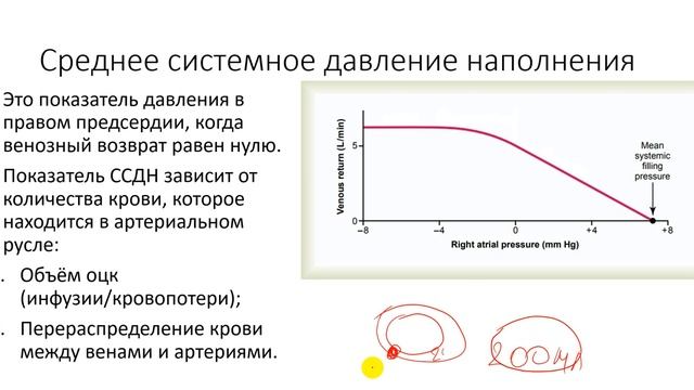 Физиология. Глава 3. Сердечно-сосудистая система. Кривые сердечного выброса и венозного возврата смотреть онлайн
