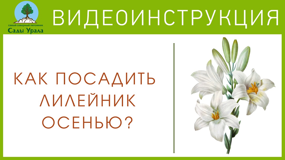 Как посадить лилейник осенью смотреть онлайн