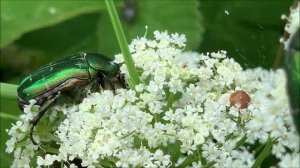 Бронзовка обыкновенная. Красивый золотисто-зеленый жук.