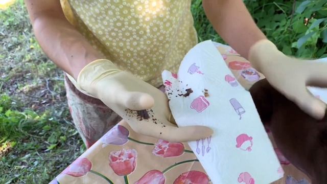 ЧИСТКА АНАЛЬНЫХ ЖЕЛЕЗ У СОБАК | ЗАЧЕМ ЧИСТИТЬ АНАЛЬНЫЕ ЖЕЛЕЗЫ смотреть онлайн