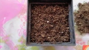 Анемона из семян. Посев, всходы, советы по выращиванию.