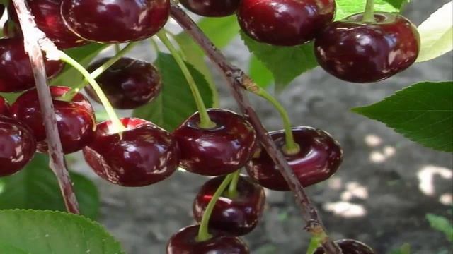 : Лучшие сорта вишни. Самая крупная и сладкая вишня смотреть онлайн