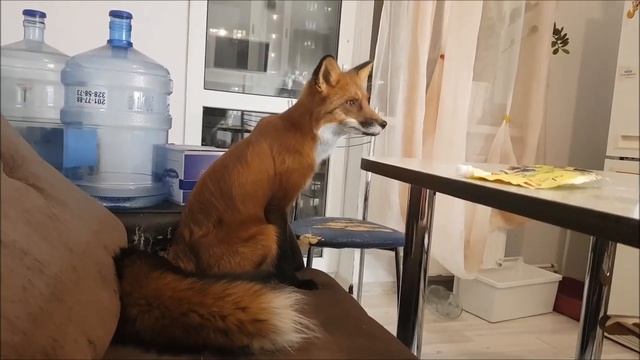 Лисы, дрессировка лис, как научить командам - Жизнь с Лисой / MIKI THE FOX смотреть онлайн