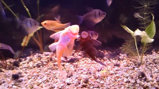 Анциструсы дерутся / Ancistrus Fight