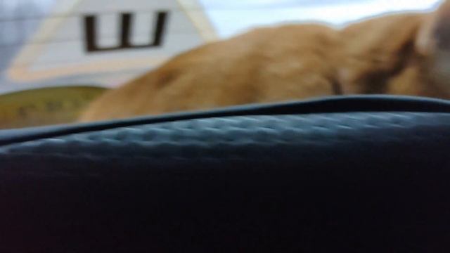 Водила, трогай! Рыжий кот ? Феликс едет на дачу! смотреть онлайн