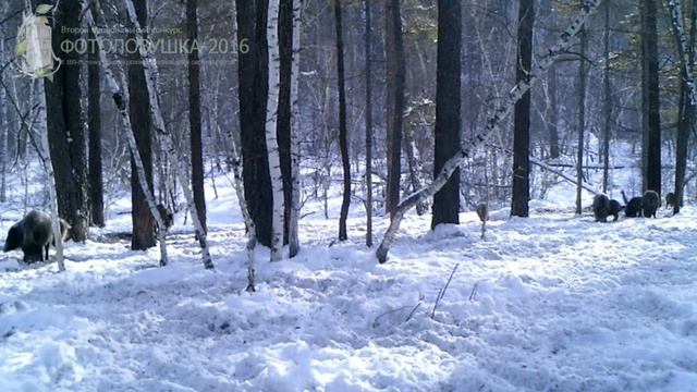 ID696/Байкальский заповедник/Копытные/Кабаны зимой смотреть онлайн