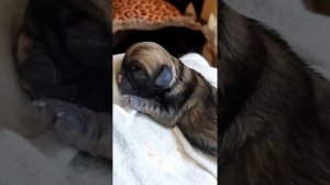 Роды у Мопса