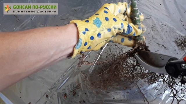 Хамедорея | Неанта — уход, пересадка в плошку для бонсай | Август 2019 | Бонсай по русски смотреть онлайн