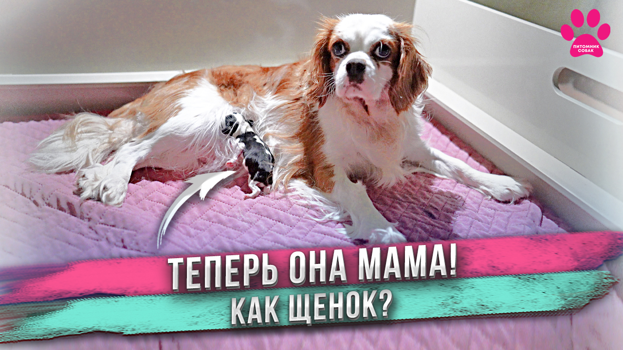 Материнский инстинкт у собаки включился только через 30 часов! смотреть онлайн