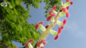 Маньчжурский орех ➡ Особенности выращивания ? Полезные советы hitsadTV