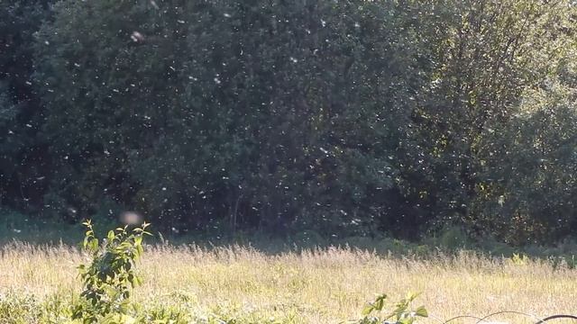 Мошкара... смотреть онлайн