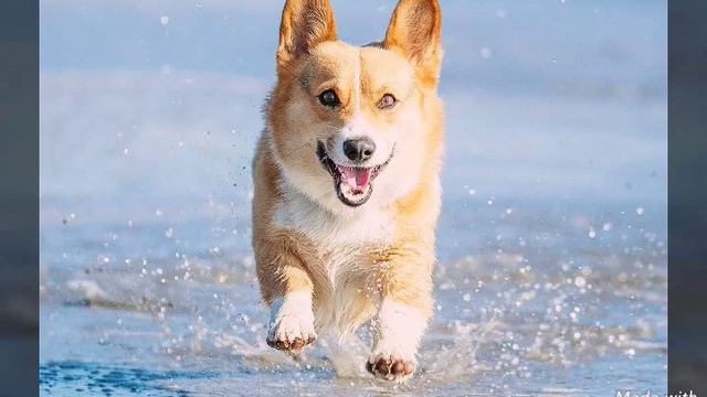 Разные породы собак 🐶 смотреть онлайн