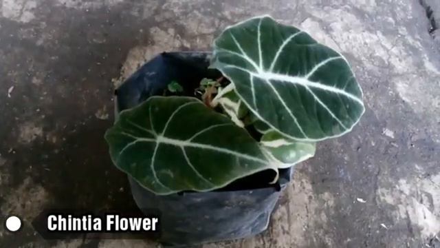 Tanaman Alocasia Ninja смотреть онлайн