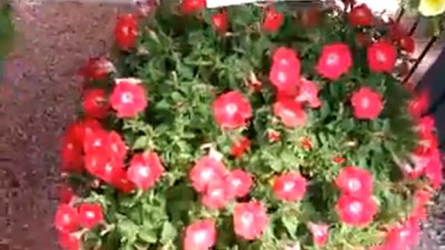 2014 Spring Trials: GREENFUSE Blanket Petunias