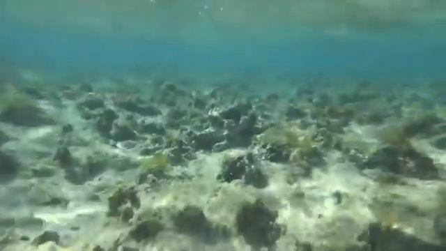 Red Sea coral reef, Egypt 40 смотреть онлайн
