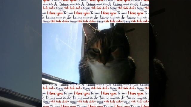 Топ 35 имён для кошек!) смотреть онлайн