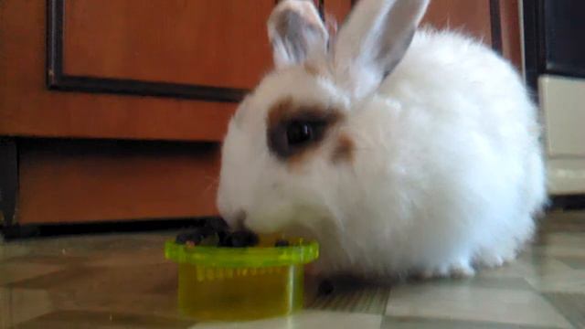 Клёпа лопает чернику! смотреть онлайн